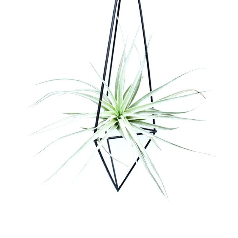 Geometric Metal Air Plant Holder – Hanging Tillandsia Planter Hanging Air Plant Holder HIP