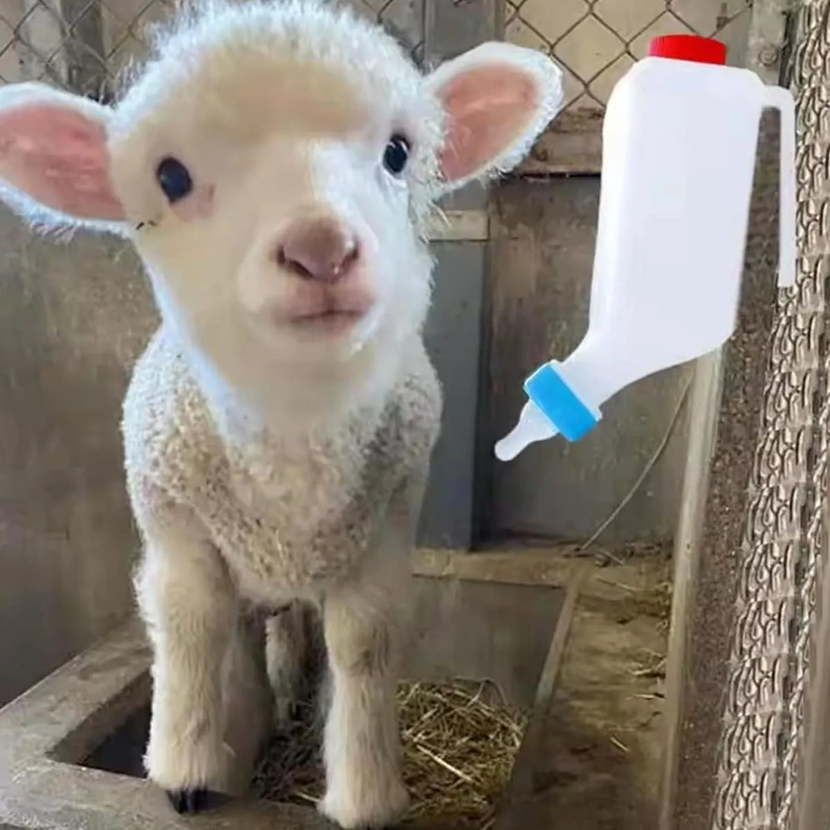 5pcs Lamb Feeding Bottle Thickened Goat Feeder Bottle with Pacifier Hanging Handle for Livestock 500ML Goat Feeding Bottle HIP