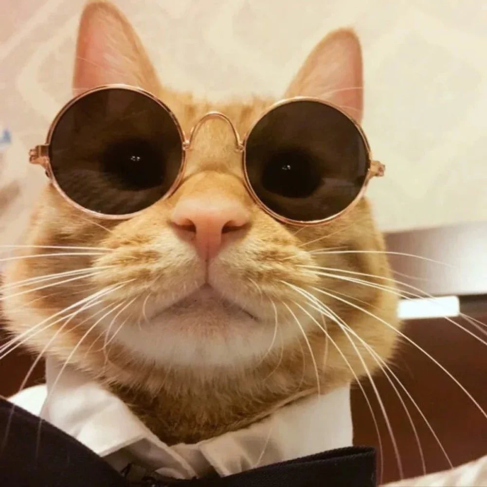 Pet Glasses Small Pet Sunglasses Stylish Pet Sunglasses for Dogs Cats Fashionable Eyewear for Sun Wind Lightweight HIP