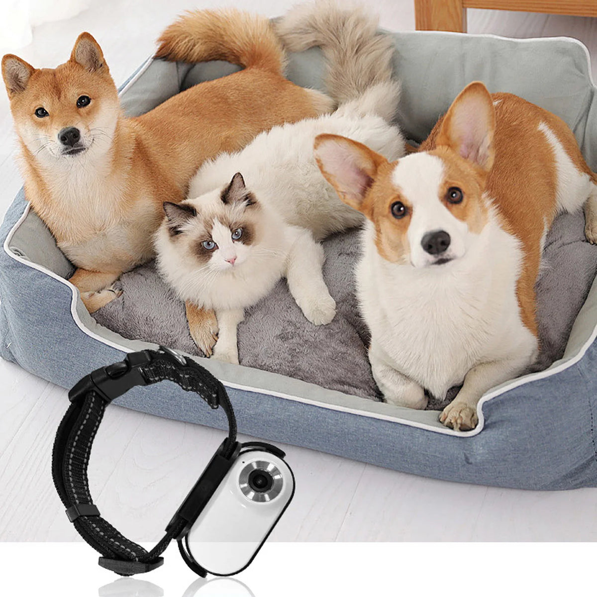 Pet Collar Camera 120 Deg Lens OTG Connection Video Recording Adjustable Magnetic Cat Sport Camera for Outdoor Dog Collar Camera HIP