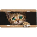 Green-Eyed Kitten License Plate Cover | Aluminum Car Decor License Plate Cover HIP 1