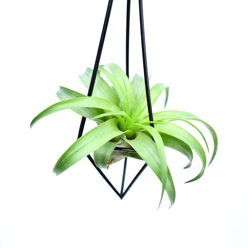 Geometric Metal Air Plant Holder – Hanging Tillandsia Planter Hanging Air Plant Holder HIP