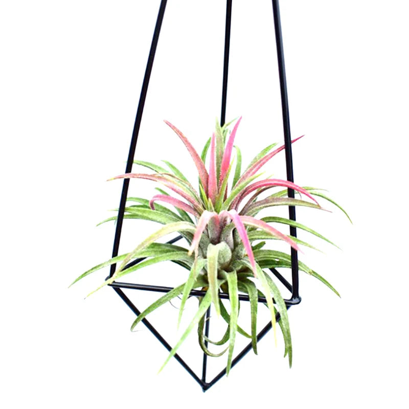 Geometric Metal Air Plant Holder – Hanging Tillandsia Planter Hanging Air Plant Holder HIP